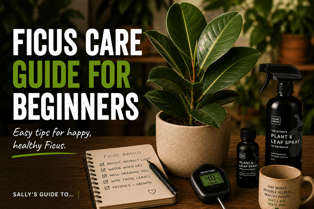 Sally Read comparing Rubber Plant, Ficus Audrey, and Fiddle Leaf Fig for beginner houseplant owners.