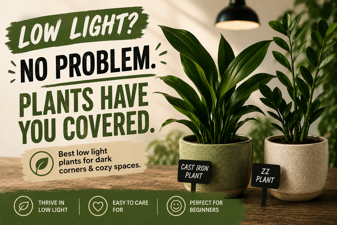 Cast Iron Plant and ZZ Plant, two of the best low light houseplants for dark indoor spaces.