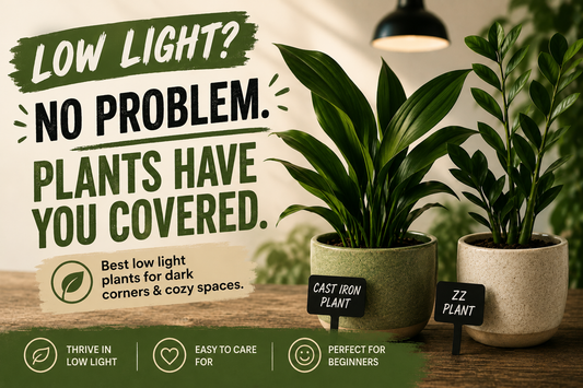 Cast Iron Plant and ZZ Plant, two of the best low light houseplants for dark indoor spaces.