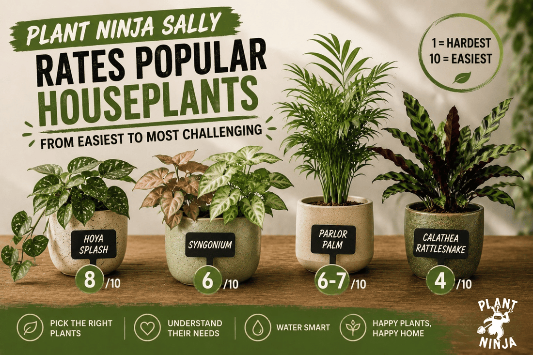 Graphic comparing popular houseplants by care difficulty, featuring Hoya Splash, Syngonium, Parlor Palm, and Rattlesnake Calathea with Plant Ninja Sally's care ratings.
