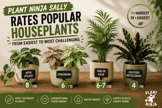 Graphic comparing popular houseplants by care difficulty, featuring Hoya Splash, Syngonium, Parlor Palm, and Rattlesnake Calathea with Plant Ninja Sally's care ratings.