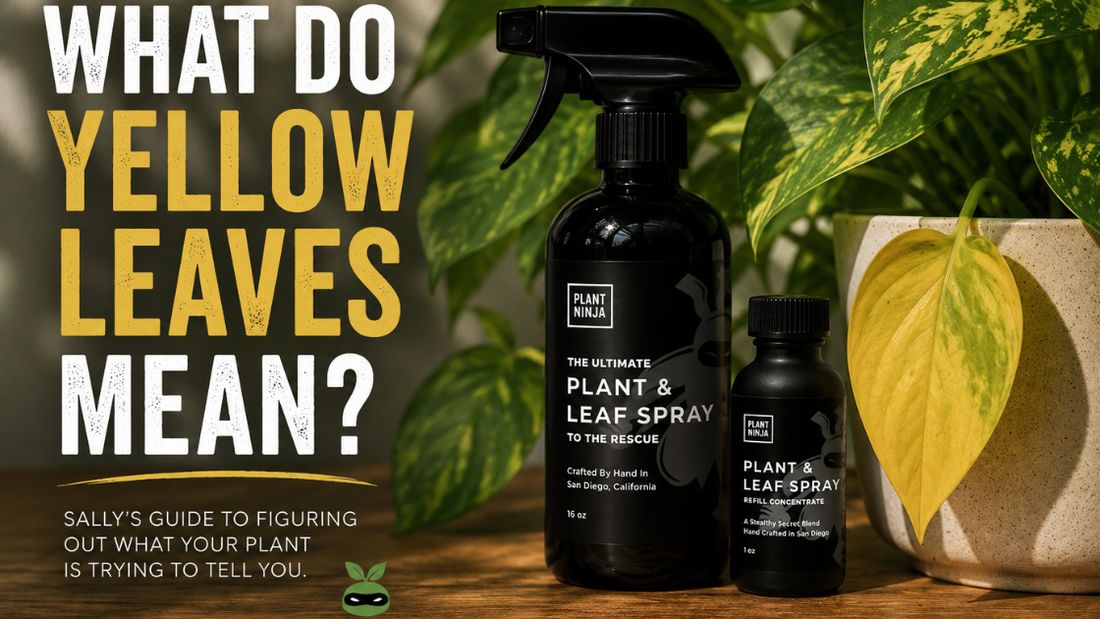Plant Ninja plant and leaf spray bottles beside a pothos plant with a large yellow leaf. Bold text reads ‘What Do Yellow Leaves Mean?’ in a warm indoor plant care scene.