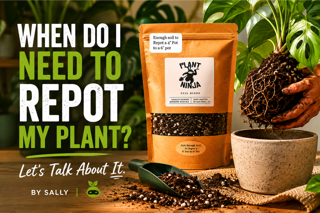 Plant Ninja soil blend beside a root-bound houseplant during repotting, with bold text reading ‘When Do I Need to Repot My Plant? Let’s Talk About It.’ in a warm indoor plant care scene.