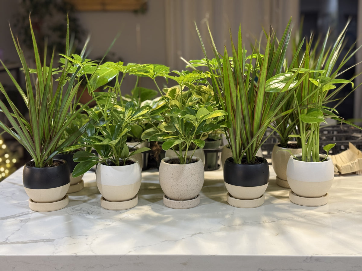 Plant Lover Gift Set | Plant Ninja